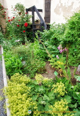 Many of the Marksburg Castle garden plants are medicinal or herbal  